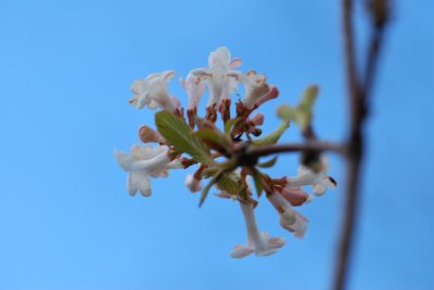 Viburnum farreri - kalina vonná - květenství